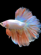 Load image into Gallery viewer, Male Rosetail - Orange Pastel #418 - Live Betta Fish
