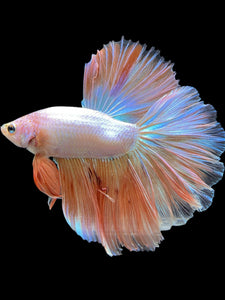 Male Rosetail - Orange Pastel #418 - Live Betta Fish