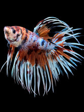 Load image into Gallery viewer, Male Crowntail - Candy #419 - Live Betta Fish
