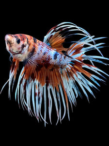 Male Crowntail - Candy #419 - Live Betta Fish