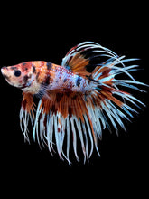 Load image into Gallery viewer, Male Crowntail - Candy #419 - Live Betta Fish
