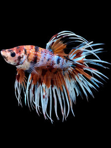 Male Crowntail - Candy #419 - Live Betta Fish