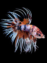 Load image into Gallery viewer, Male Crowntail - Candy #419 - Live Betta Fish
