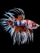 Load image into Gallery viewer, Male Crowntail - Candy #419 - Live Betta Fish
