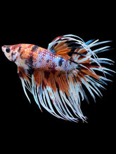 Load image into Gallery viewer, Male Crowntail - Candy #419 - Live Betta Fish
