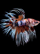 Load image into Gallery viewer, Male Crowntail - Candy #419 - Live Betta Fish
