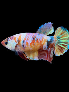 Female Halfmoon Plakat - Multicolor #420 - Live Betta Fish