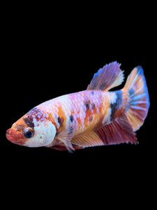 Female Halfmoon Plakat - Multicolor #420 - Live Betta Fish