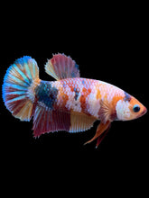 Load image into Gallery viewer, Female Halfmoon Plakat - Multicolor #420 - Live Betta Fish
