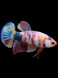 Female Halfmoon Plakat - Multicolor #420 - Live Betta Fish