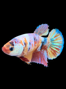 Female Halfmoon Plakat - Multicolor #420 - Live Betta Fish