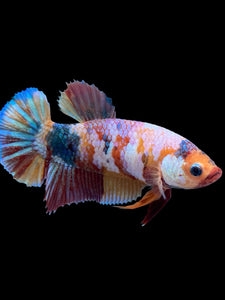 Female Halfmoon Plakat - Multicolor #420 - Live Betta Fish