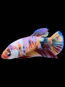 Female Halfmoon Plakat - Multicolor #420 - Live Betta Fish