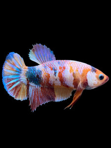 Female Halfmoon Plakat - Multicolor #420 - Live Betta Fish