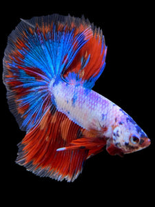 Male Halfmoon - Fancy Dragon #421 - Live Betta Fish