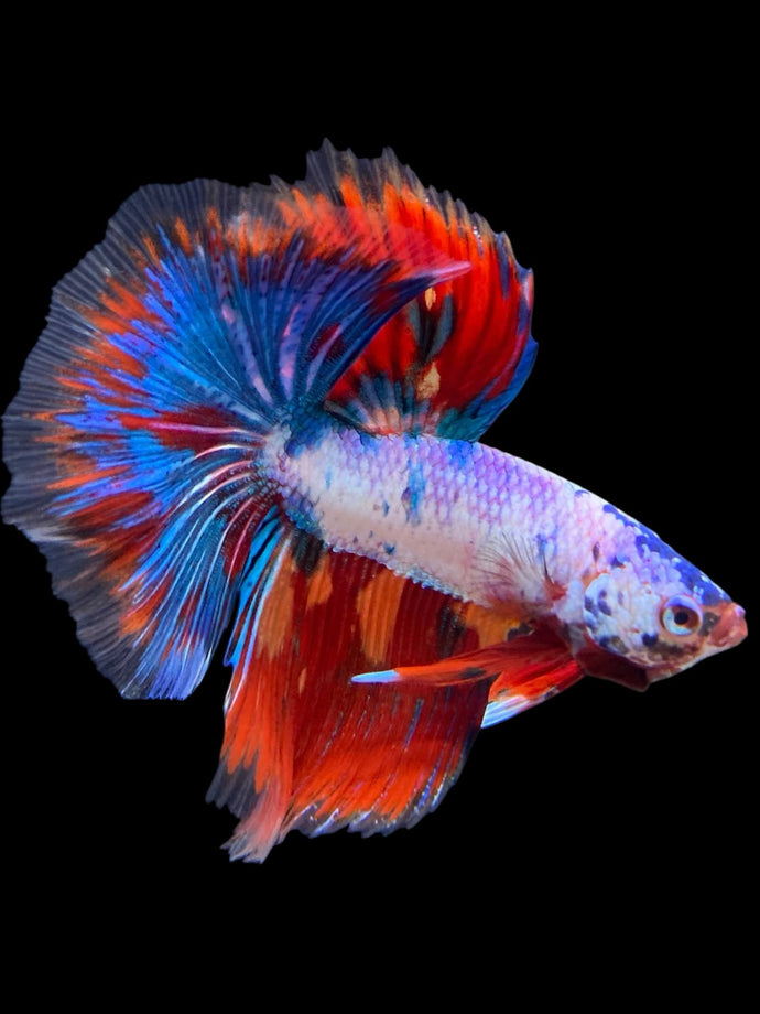 Male Halfmoon - Fancy Dragon #421 - Live Betta Fish