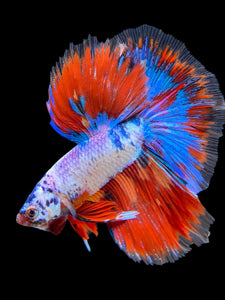 Male Halfmoon - Fancy Dragon #421 - Live Betta Fish