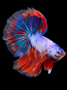 Male Halfmoon - Fancy Dragon #421 - Live Betta Fish