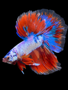 Male Halfmoon - Fancy Dragon #421 - Live Betta Fish