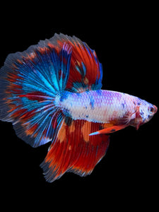 Male Halfmoon - Fancy Dragon #421 - Live Betta Fish