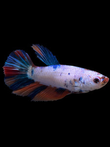 TOP GRADE Female Halfmoon - Candy #422 - Live Betta Fish