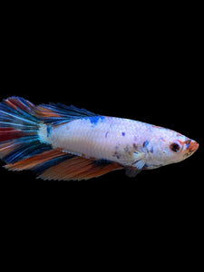 TOP GRADE Female Halfmoon - Candy #422 - Live Betta Fish