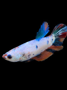 TOP GRADE Female Halfmoon - Candy #422 - Live Betta Fish