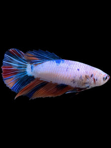 TOP GRADE Female Halfmoon - Candy #422 - Live Betta Fish