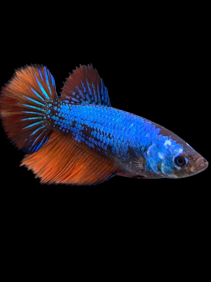 TOP GRADE Female Halfmoon - Galaxy #423 - Live Betta Fish