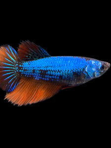 TOP GRADE Female Halfmoon - Galaxy #423 - Live Betta Fish