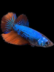 TOP GRADE Female Halfmoon - Galaxy #423 - Live Betta Fish