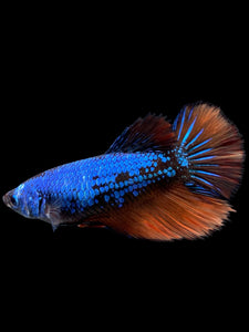 TOP GRADE Female Halfmoon - Galaxy #423 - Live Betta Fish