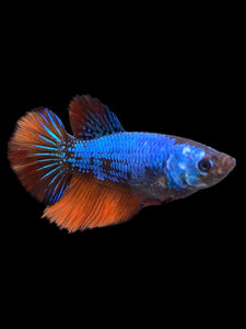 TOP GRADE Female Halfmoon - Galaxy #423 - Live Betta Fish