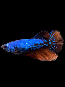 TOP GRADE Female Halfmoon - Galaxy #423 - Live Betta Fish