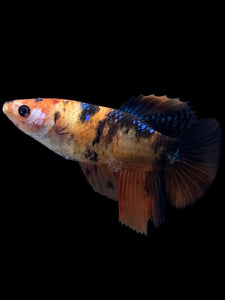 TOP GRADE Female Halfmoon - Galaxy #424 - Live Betta Fish