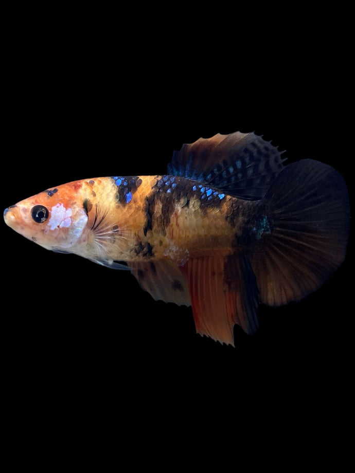 TOP GRADE Female Halfmoon - Galaxy #424 - Live Betta Fish