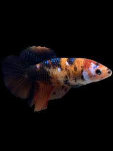 TOP GRADE Female Halfmoon - Galaxy #424 - Live Betta Fish