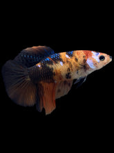 Load image into Gallery viewer, TOP GRADE Female Halfmoon - Galaxy #424 - Live Betta Fish
