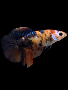 TOP GRADE Female Halfmoon - Galaxy #424 - Live Betta Fish