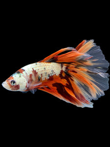 Male Halfmoon - Nemo Copper #425 - Live Betta Fish