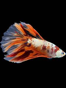 Male Halfmoon - Nemo Copper #425 - Live Betta Fish