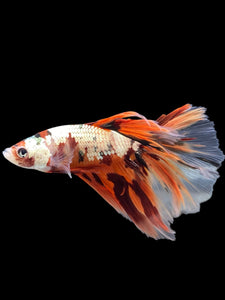 Male Halfmoon - Nemo Copper #425 - Live Betta Fish