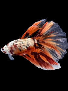 Male Halfmoon - Nemo Copper #425 - Live Betta Fish