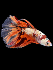 Male Halfmoon - Nemo Copper #425 - Live Betta Fish