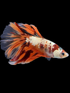 Male Halfmoon - Nemo Copper #425 - Live Betta Fish