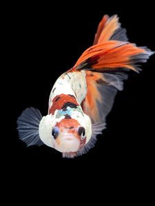 Male Halfmoon - Nemo Copper #425 - Live Betta Fish