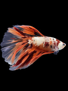 Male Halfmoon - Nemo Copper #425 - Live Betta Fish