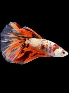 Male Halfmoon - Nemo Copper #425 - Live Betta Fish