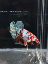 Load image into Gallery viewer, Male Halfmoon Plakat - Candy Copper #426 - Live Betta Fish

