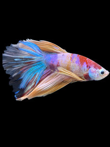 Male Halfmoon - Multicolor #426 - Live Betta Fish